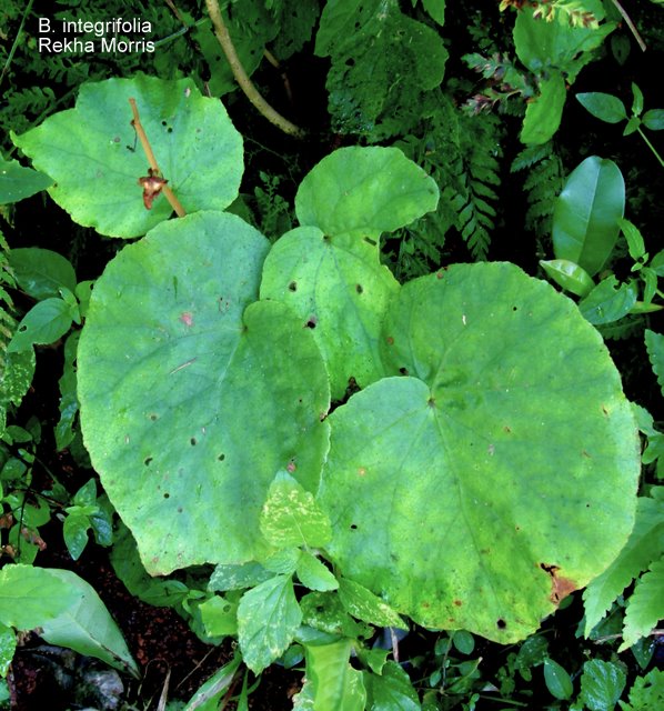 B. integrifolia